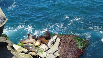 A rocky shoreline with seals resting on the rocks.