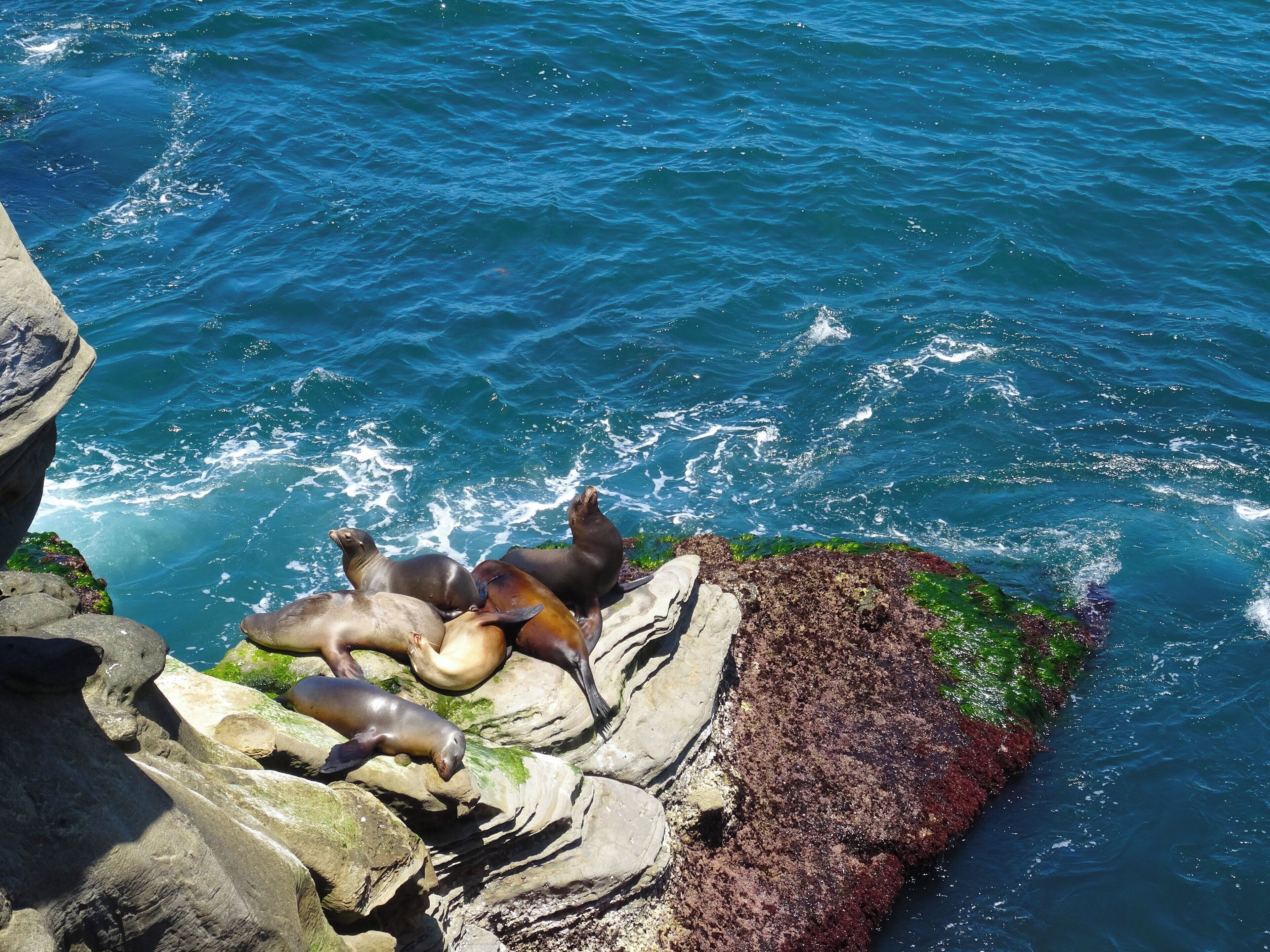 Foto - Crowne Plaza San Diego - Mission Valley by IHG