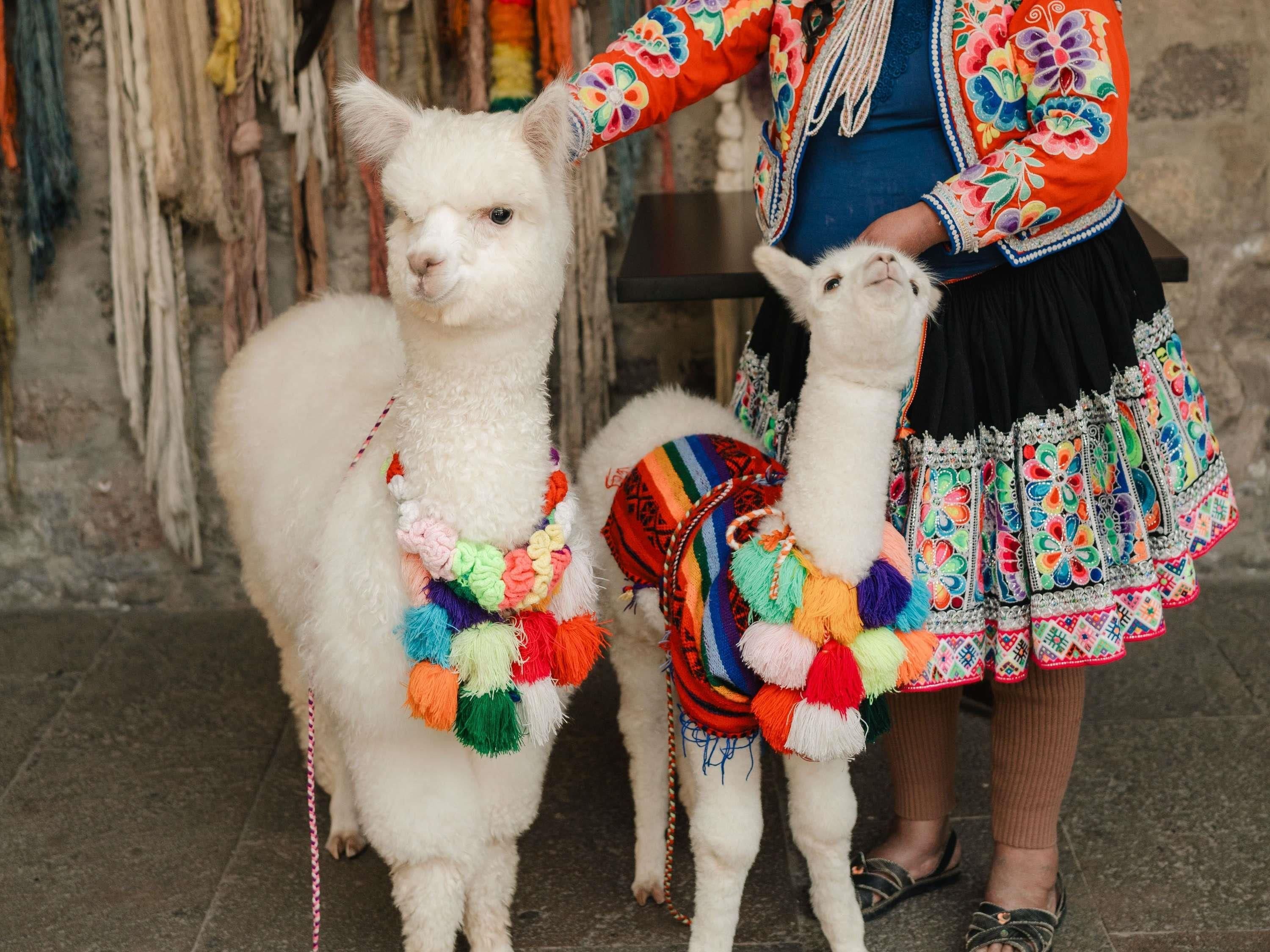 A llama with colorful decorations, standing next to a person in traditional attire.