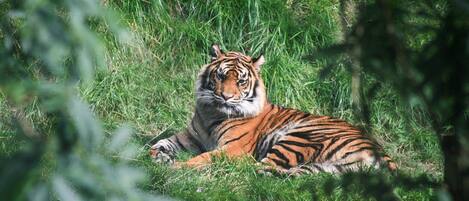 Ein Tiger liegt im hohen Gras.