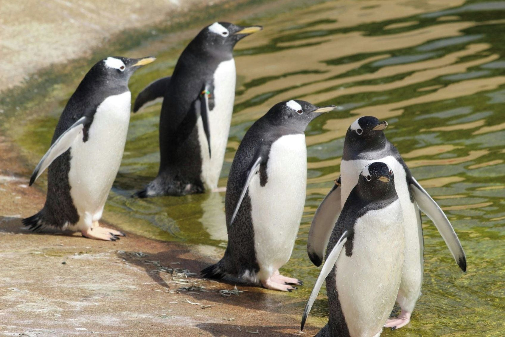 A group of penguins standing on a wet surface with water in the background.