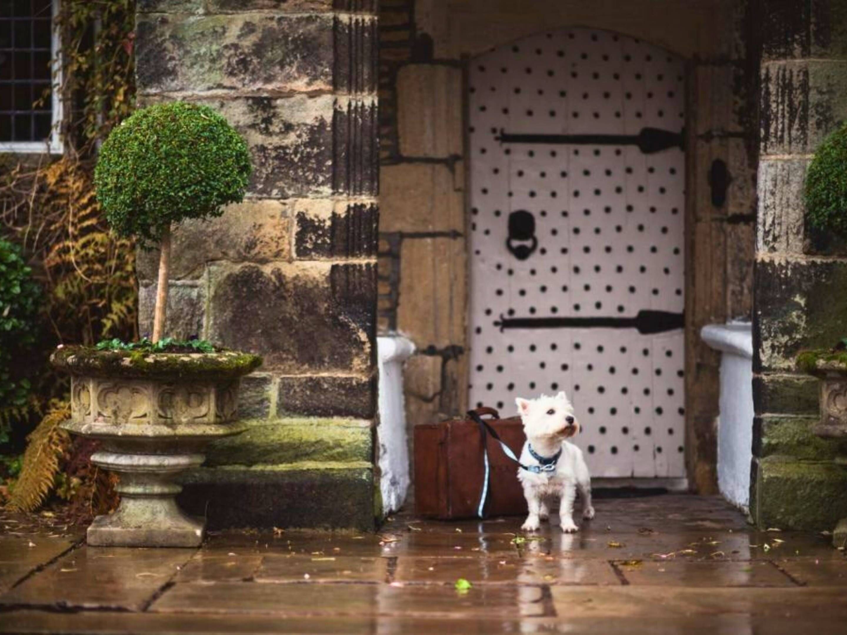 A dog standing in front of a stone building with a white door featuring a black horizontal bar.