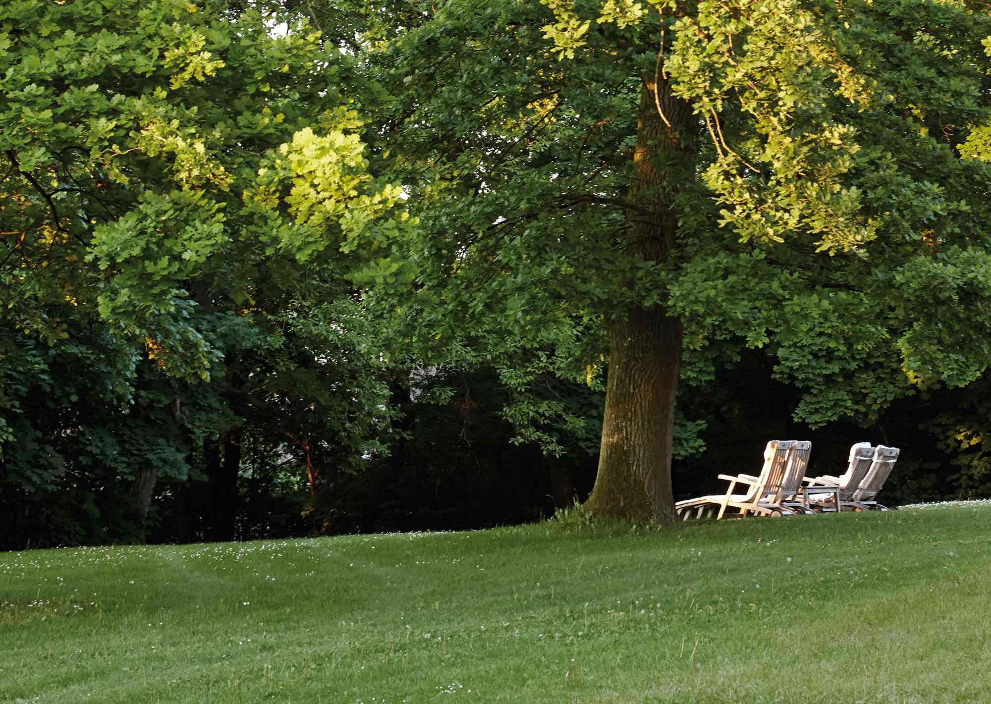 A grassy area with a large tree and several wooden chairs.