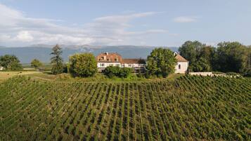 Ein Weinberg mit Reihen von Reben, ein großes Haus mit rotem Dach und ein Bergmassiv im Hintergrund.