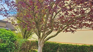 A picnic area with benches and a tree with red leaves. - Ashley Inn of Tillamook (Tillamook)