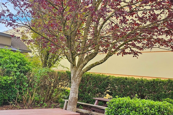 BBQ/picnic area