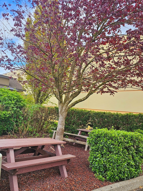 BBQ/picnic area
