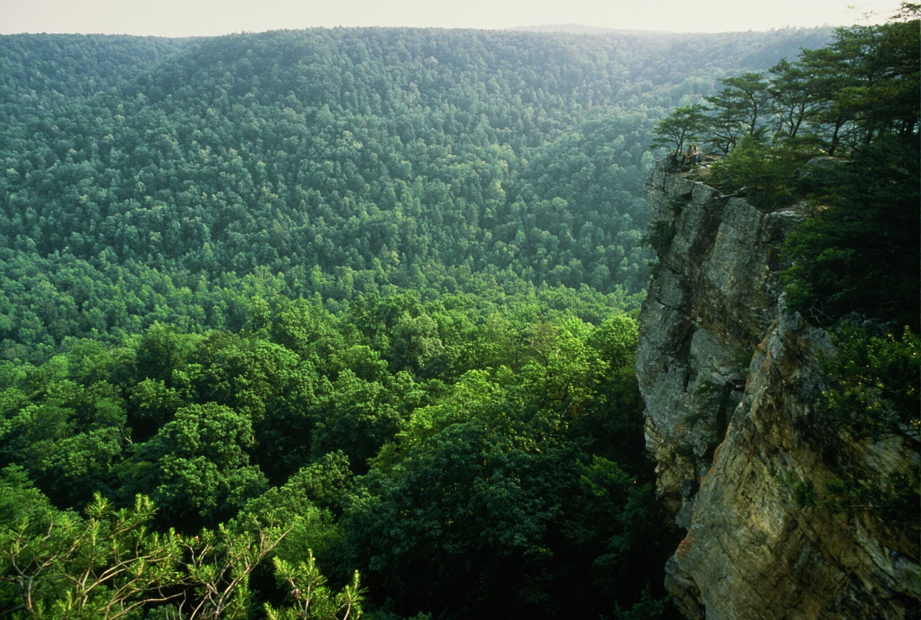 A mountainous landscape with dense forest.