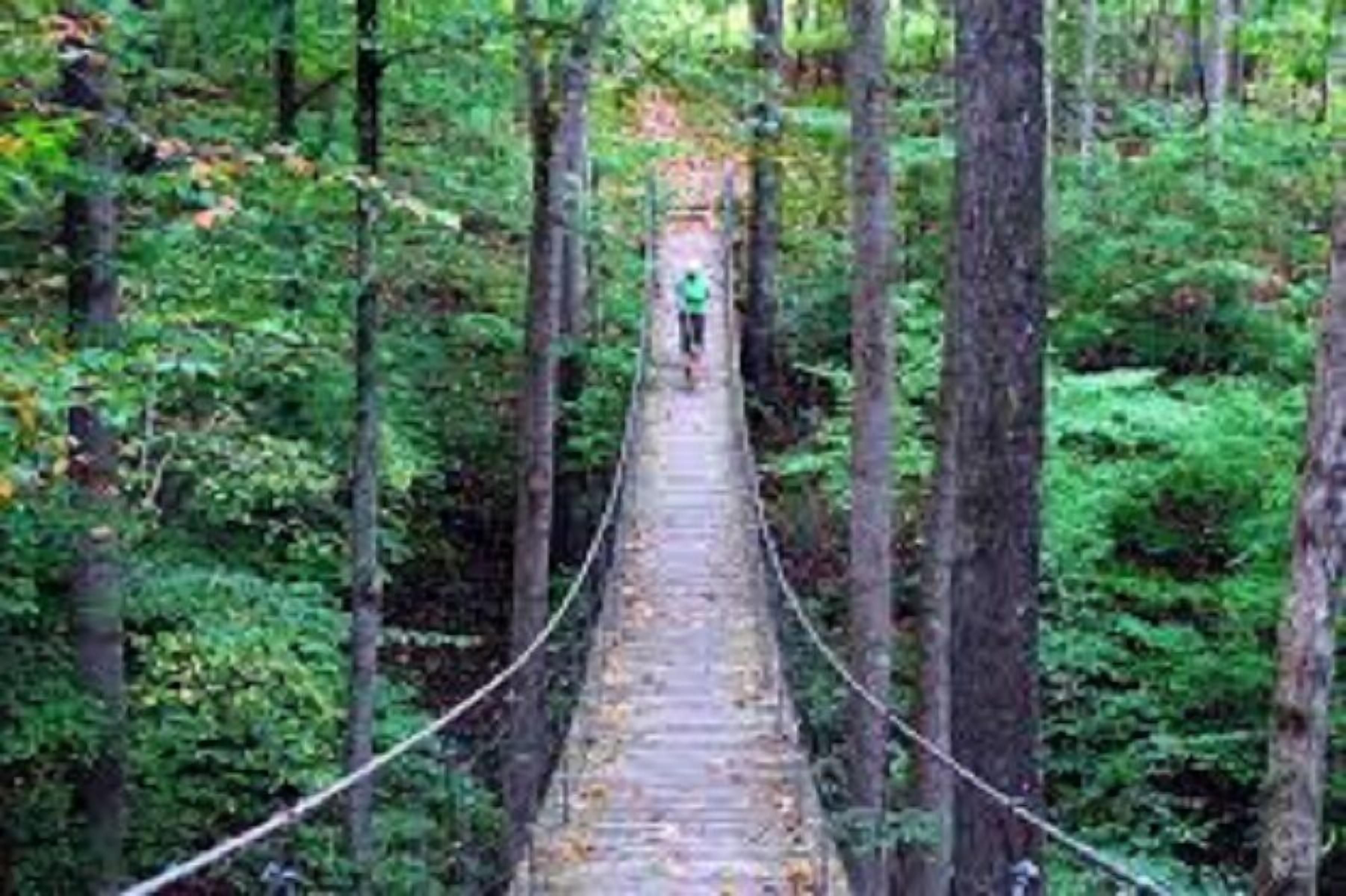 A suspension bridge in a forest with dense foliage on both sides.