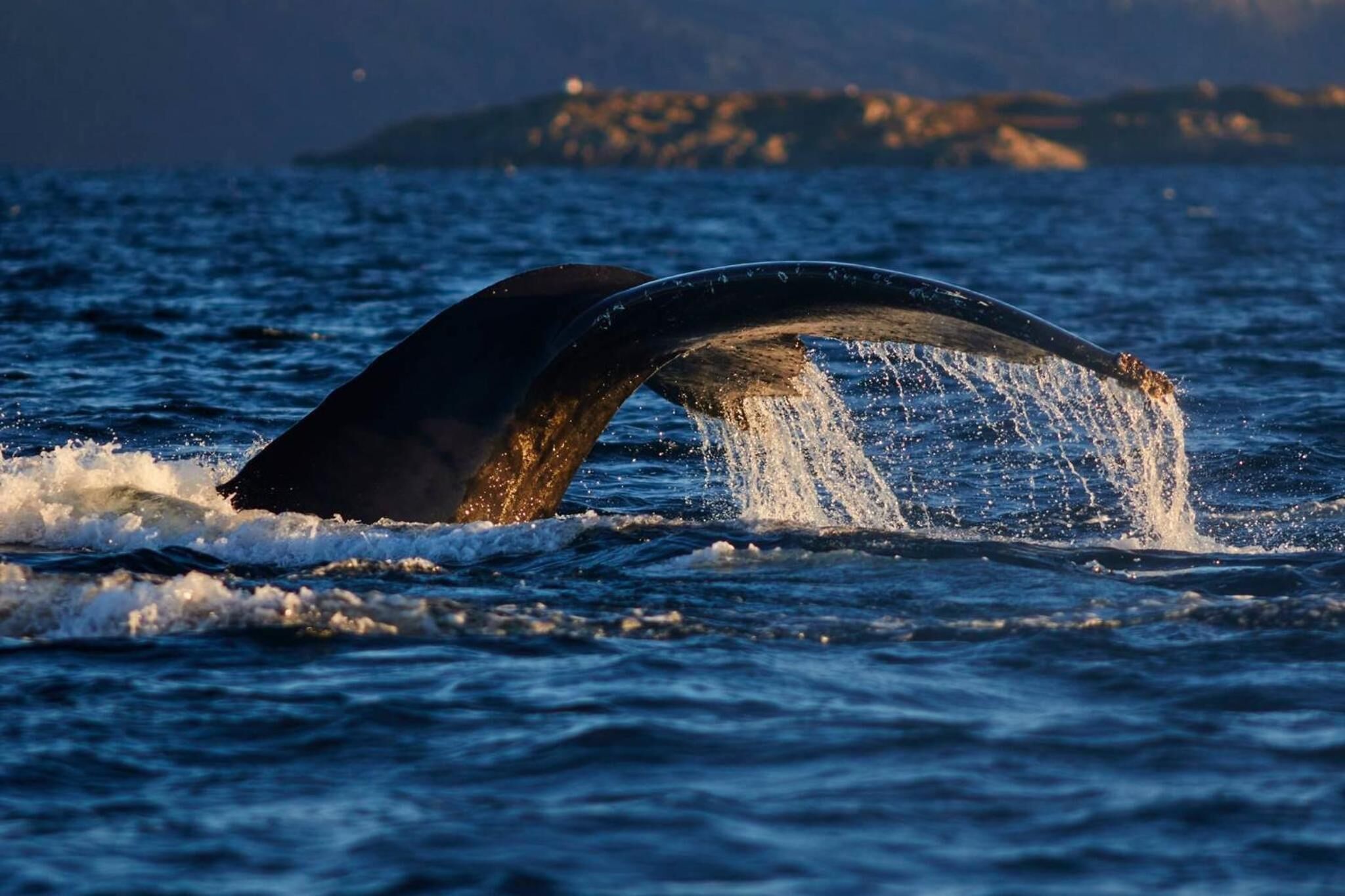 A whale's tail breaching the water, creating a splash.