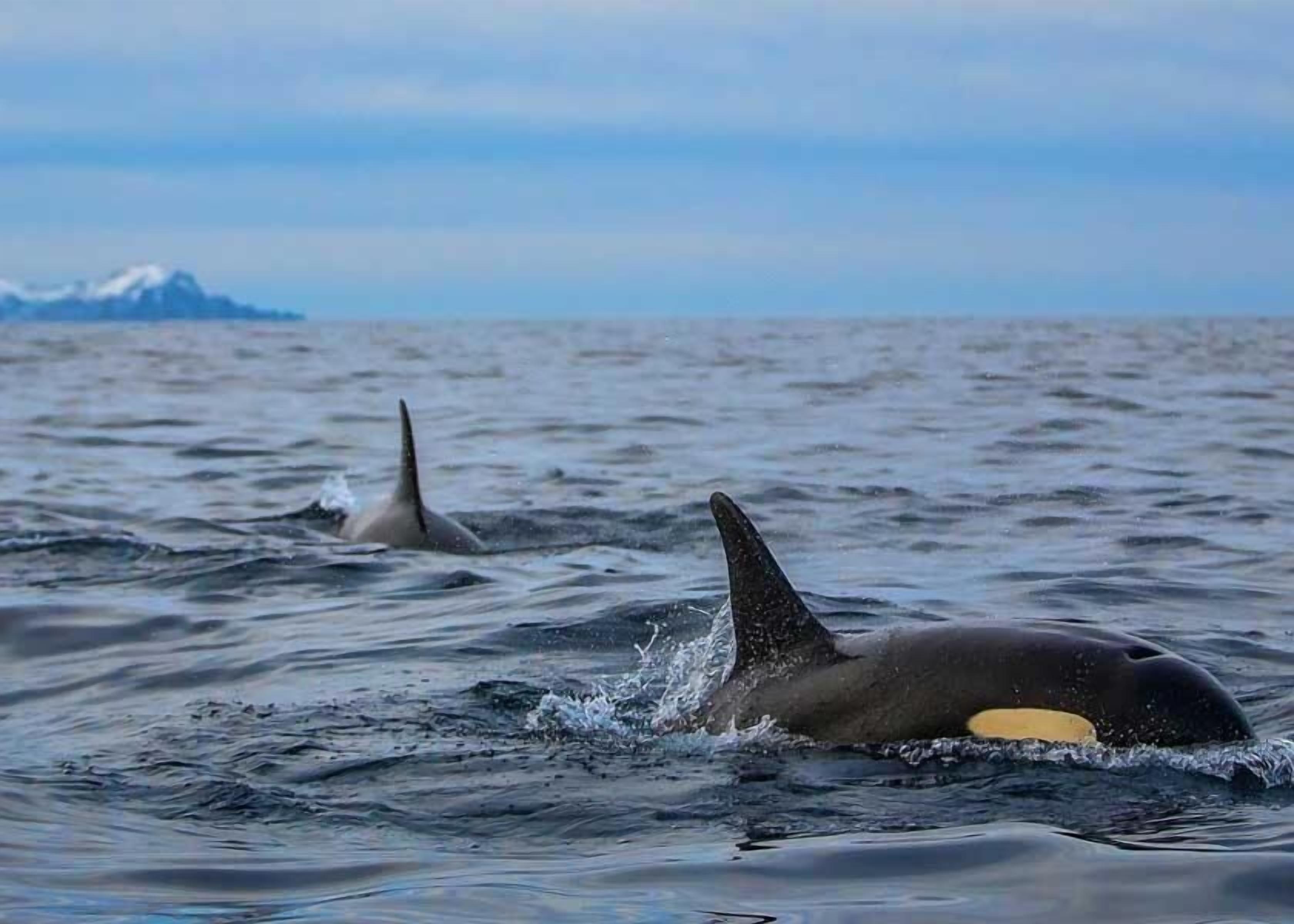 Una ballena en el océano, con una isla montañosa al fondo.