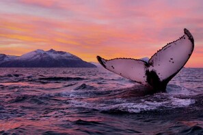 A whale tail above water with a mountain in the background. - Best Western Reisafjord Hotel (Nordreisa)