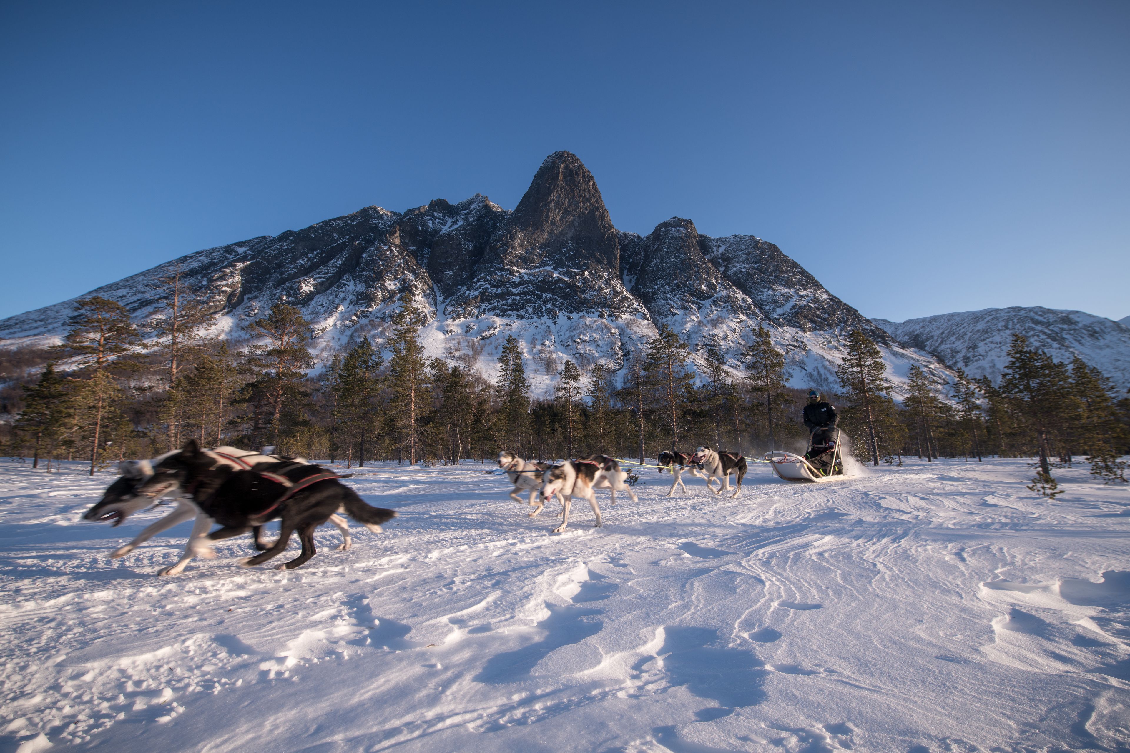 Un paisaje nevado con un grupo de perros de trineo y una persona deslizándose en trineo.