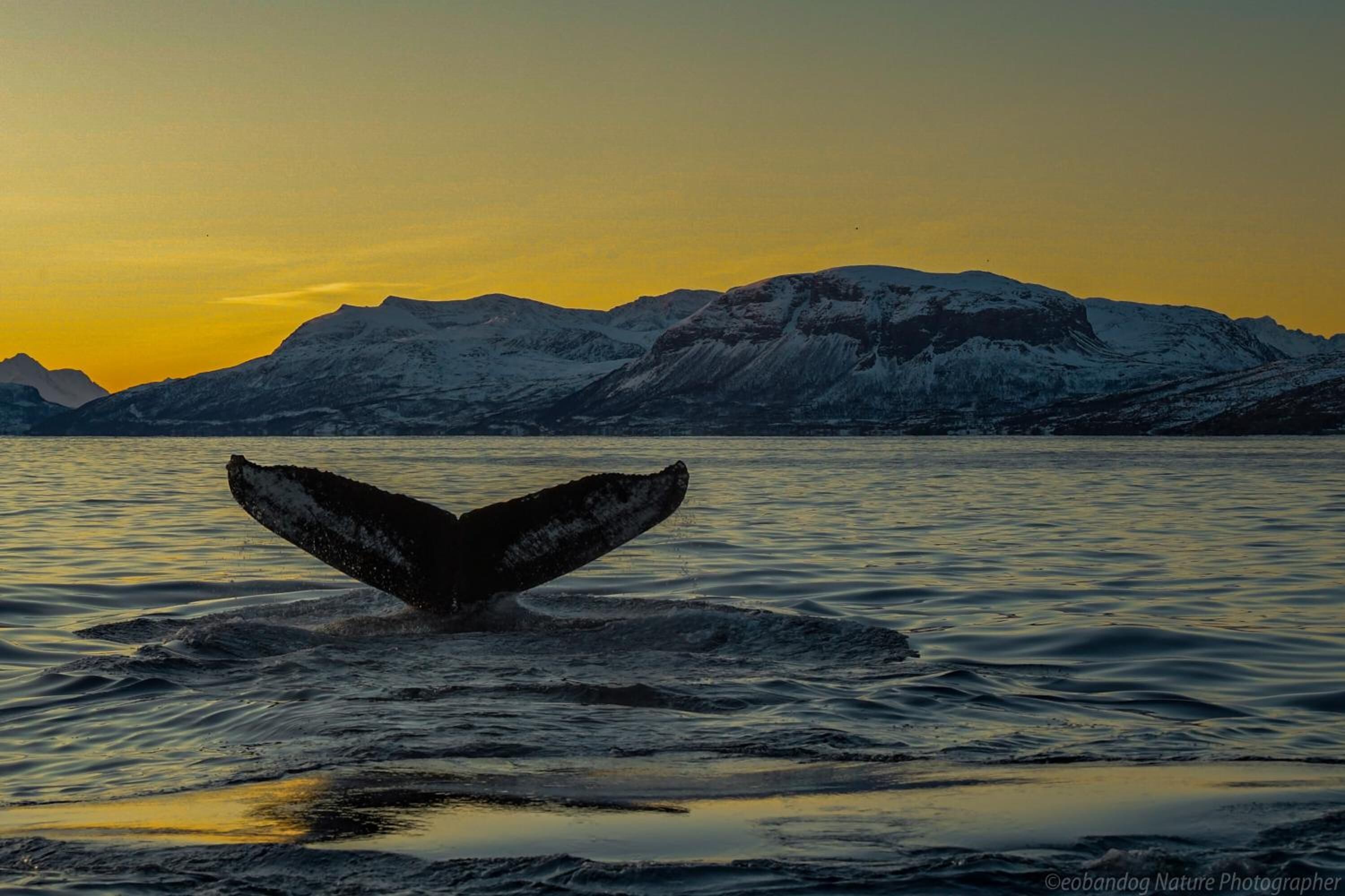 Kayak, navigation en bateau à moteur, pêche sur place