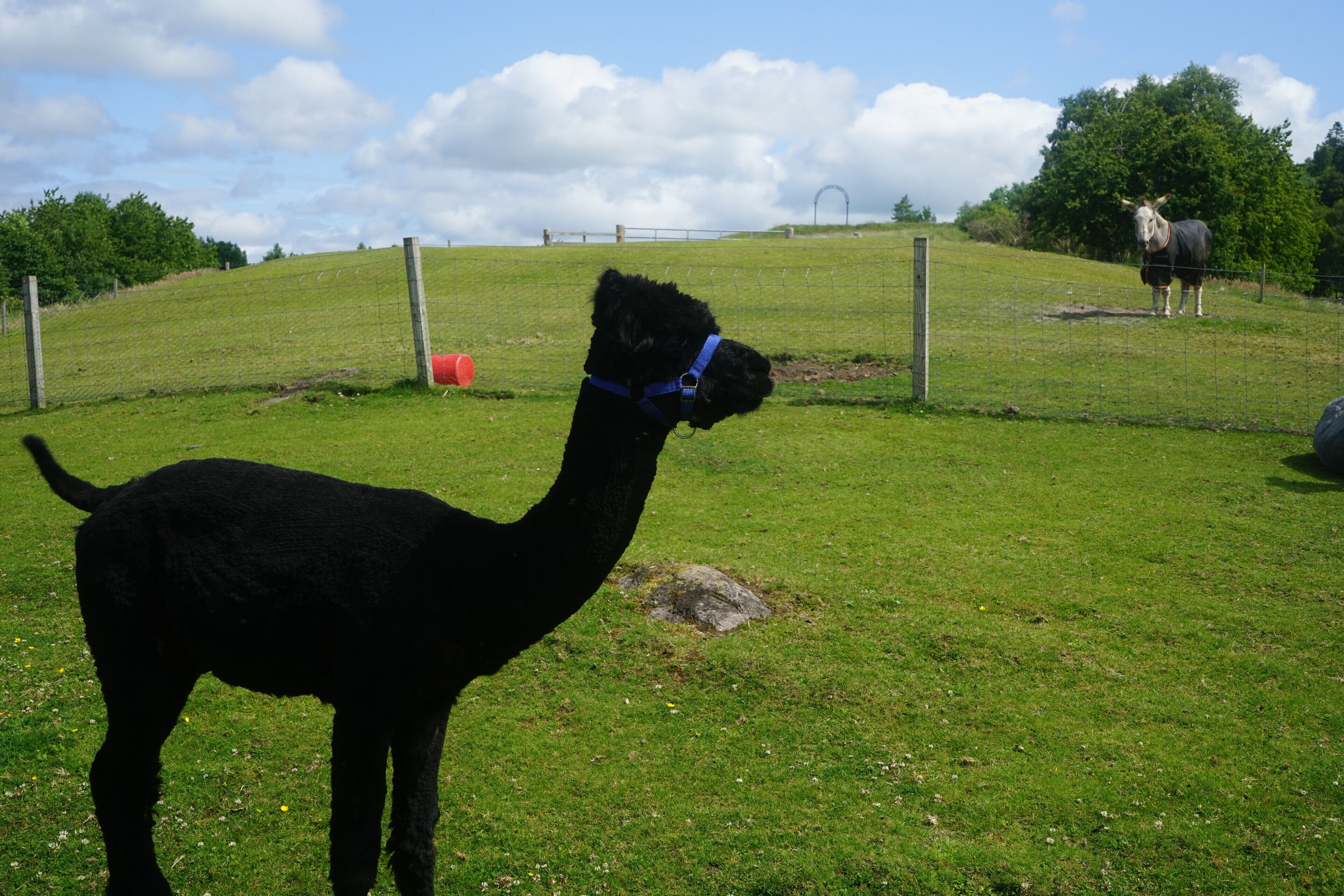 Ein schwarzes Llama mit blauem Geschirr steht auf einer grünen Wiese.