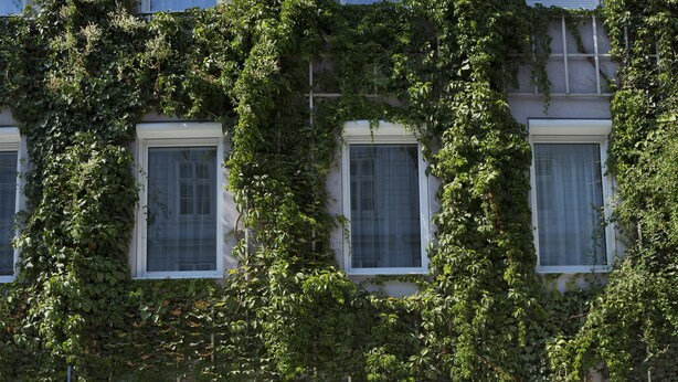 Un edificio con muchas ventanas cubiertas de hiedra, mobiliario exterior con sombrillas blancas y pequeños maceteros en la entrada.