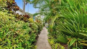 A narrow concrete pathway flanked by lush tropical plants and palm trees, leading to a building with a blue door. - Trinity Beach Pacific (Trinity Beach)