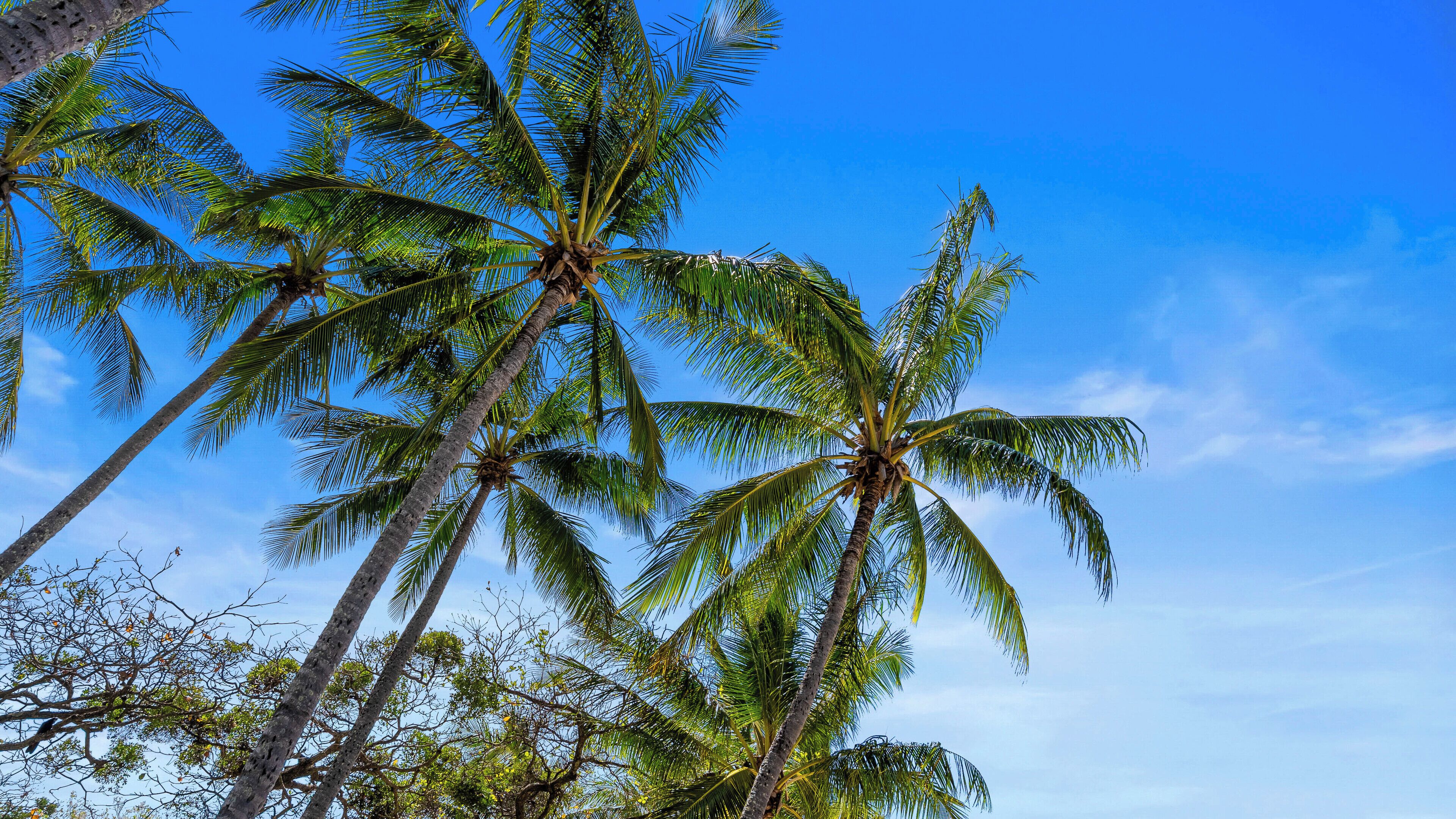 Tall palm trees against a clear blue sky.