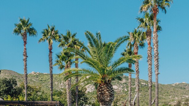A poolside area with lounge chairs, a palm tree, and a clear blue sky. - Hotel Corsica & Spa Serena (Calvi)