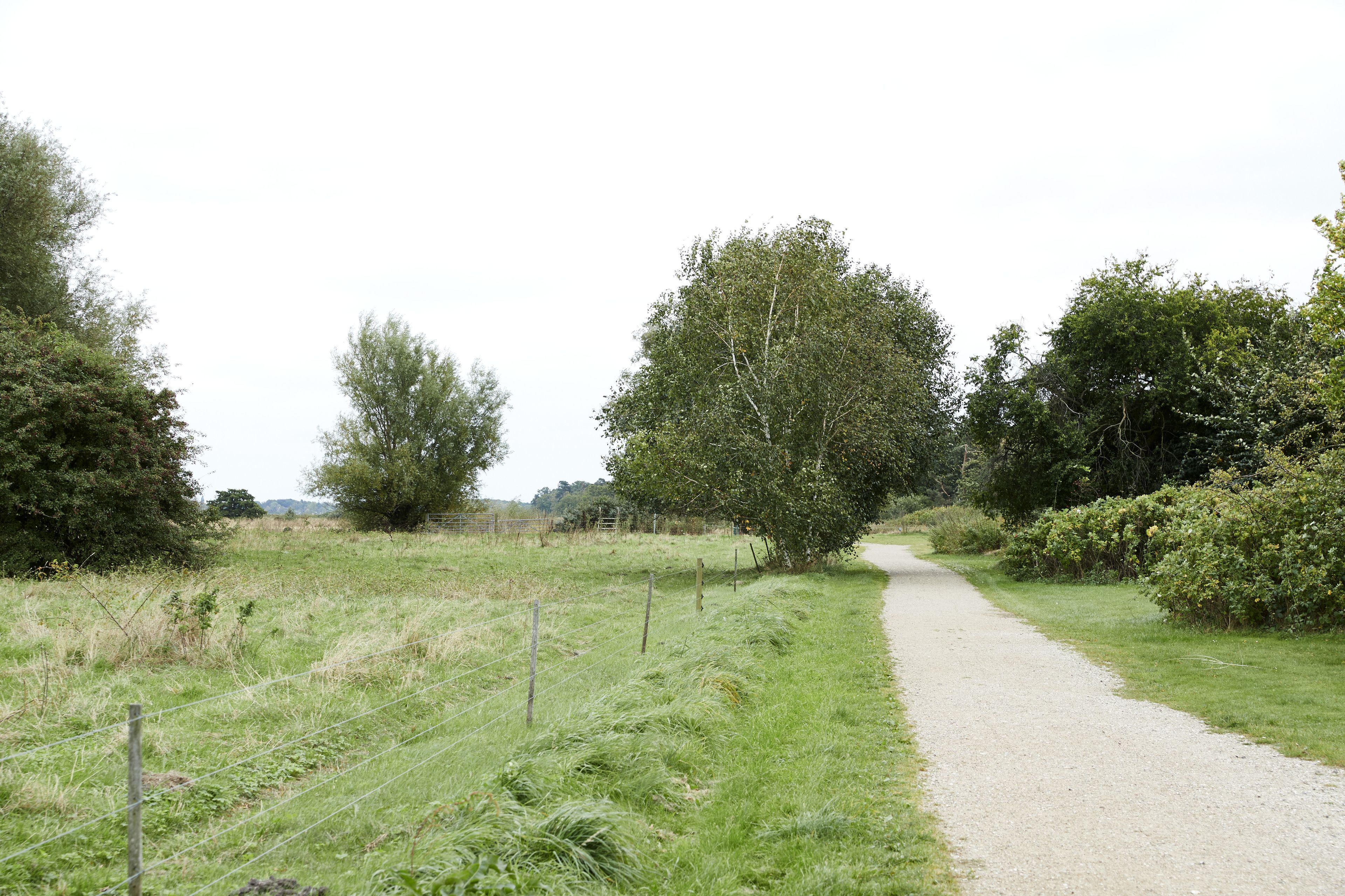 A rural dirt path flanked by trees and bushes.