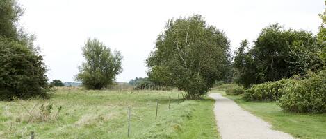 A rural dirt path flanked by trees and bushes.
