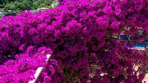 Un balcón con vibrantes flores de buganvilla moradas, piso de baldosas y montañas al fondo.