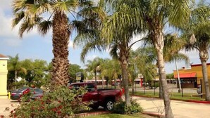 A parking lot with palm trees and a red truck. - Scottish Inn & Suites - Hobby Airport (Houston)