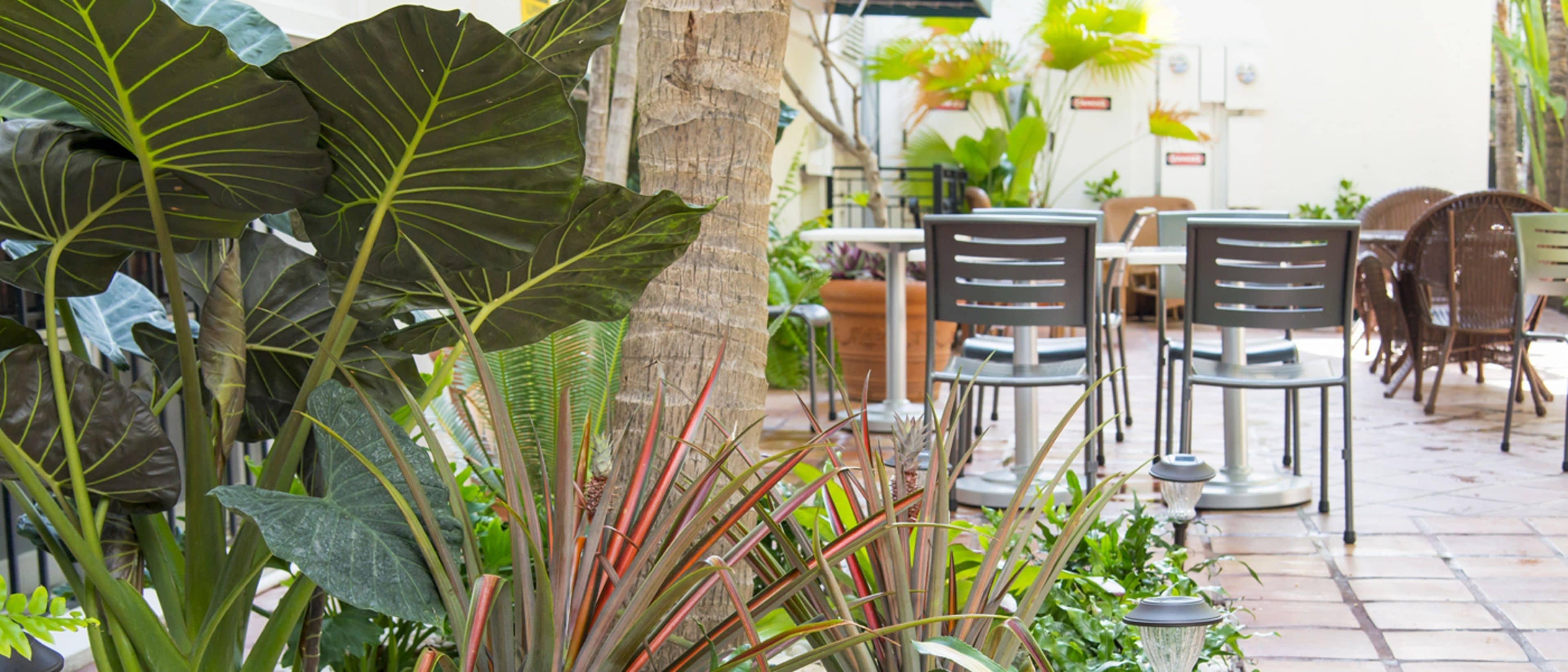 Un área de café al aire libre con mesas y sillas, rodeada de grandes plantas tropicales.