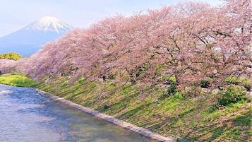 Une rivière bordée de cerisiers en fleurs, avec une montagne en arrière-plan.