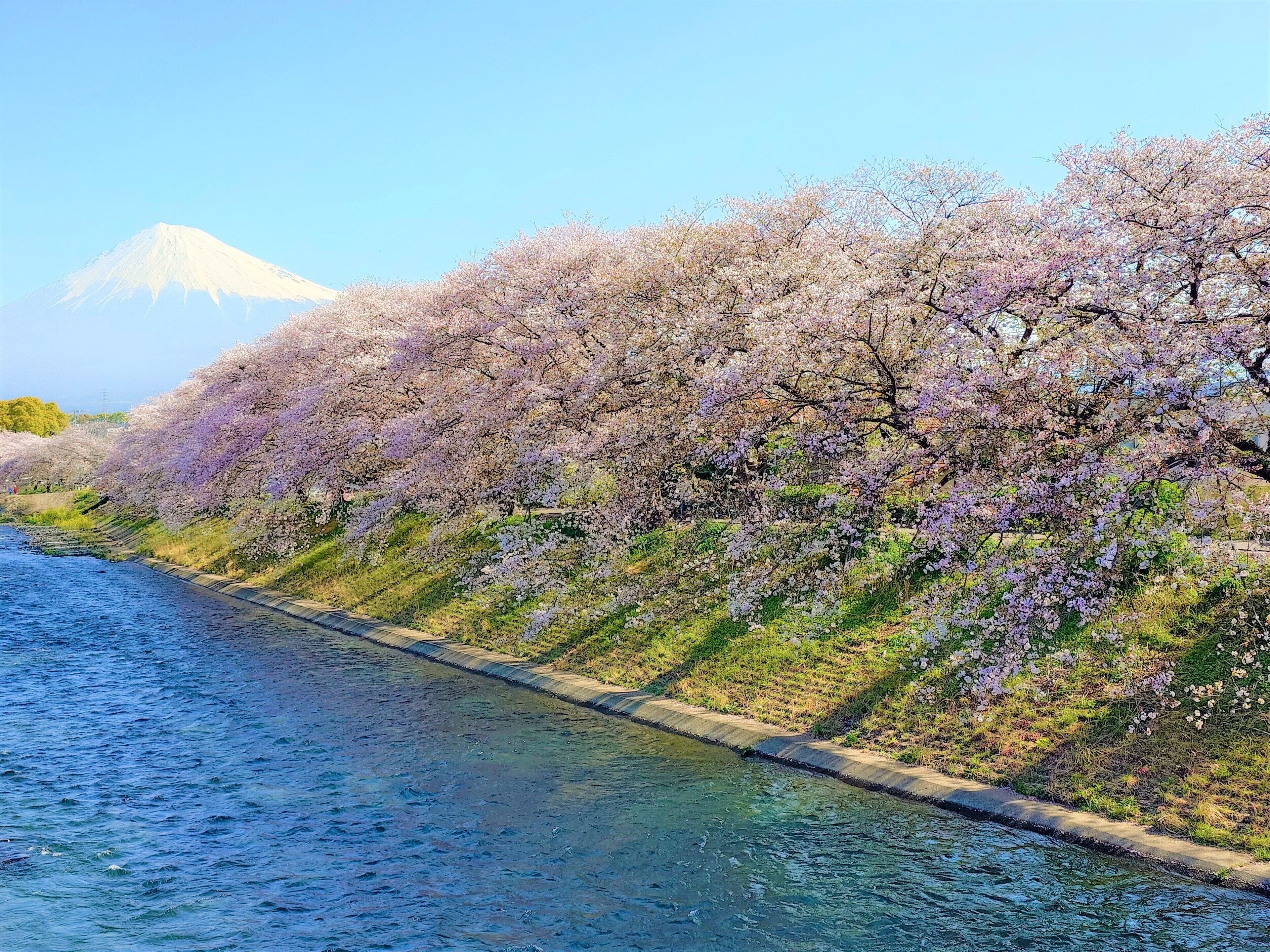 A river with cherry blossoms along the banks, a clear sky, and a mountain in the background.