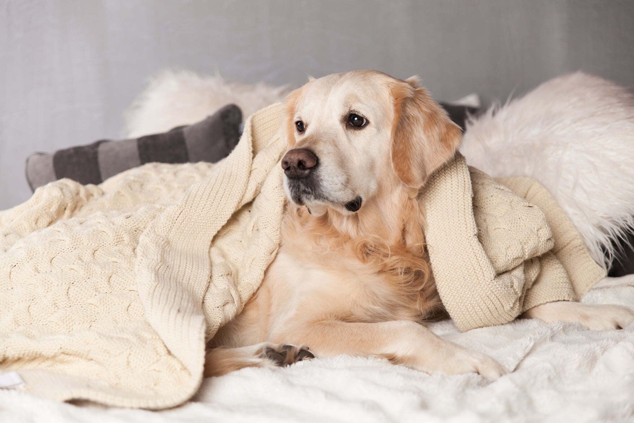 A dog lying on a bed with a blanket.