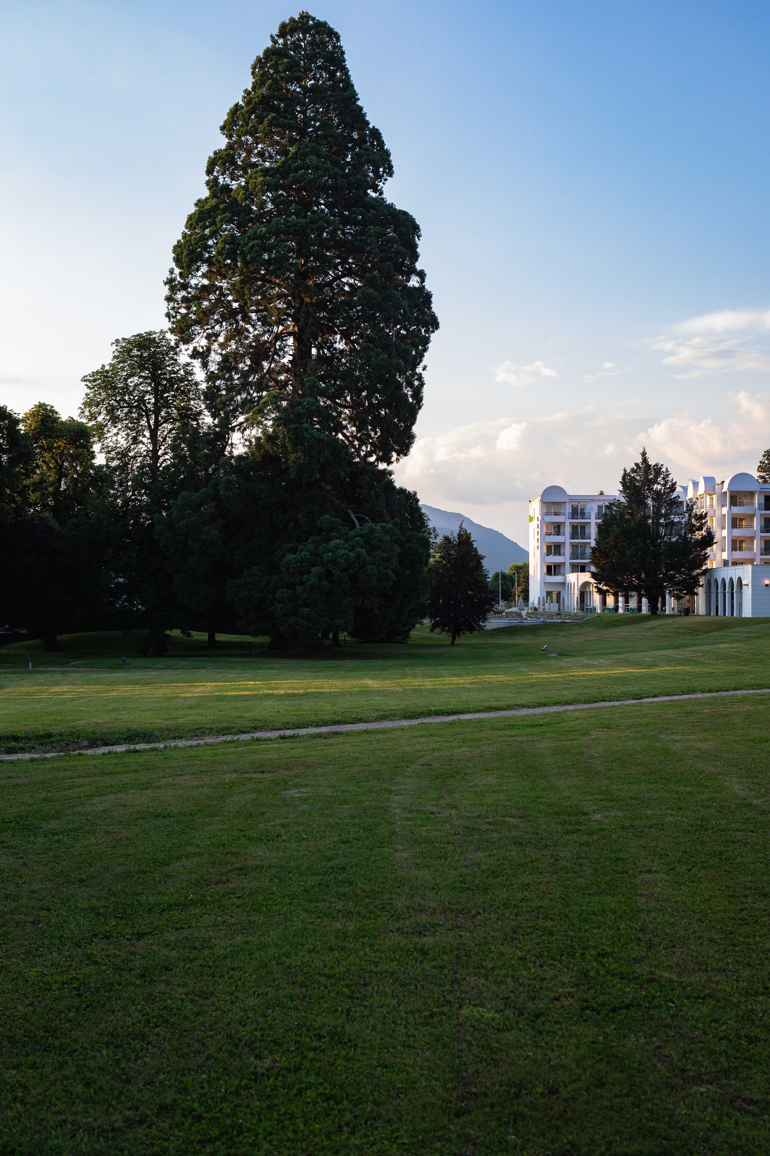 A grassy park area with a large tree and a building in the background.