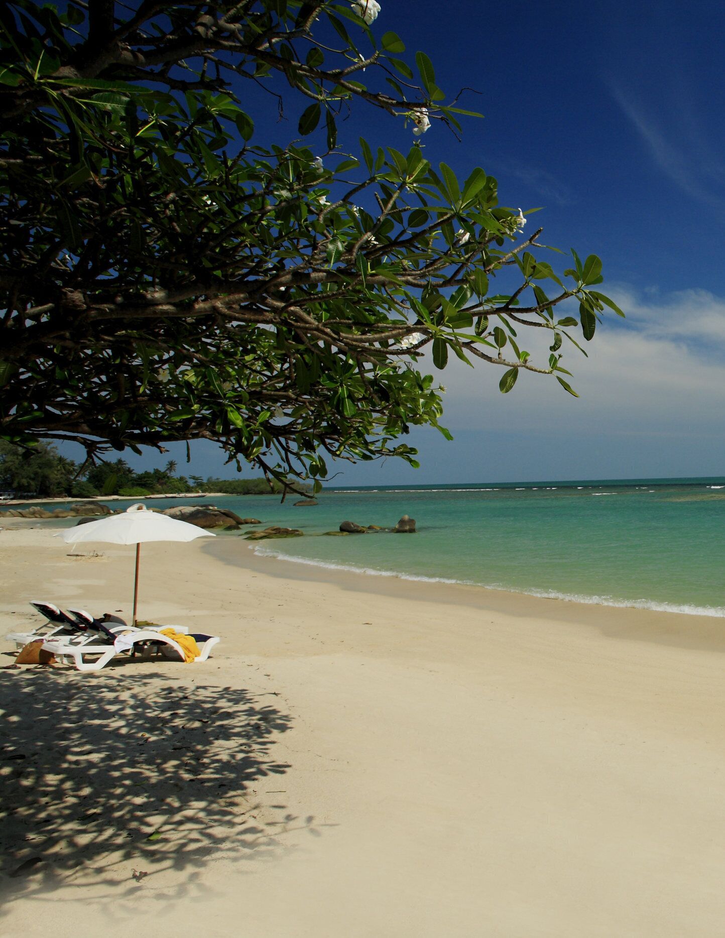A beach with a white umbrella, lounge chairs, and a tree with green leaves.