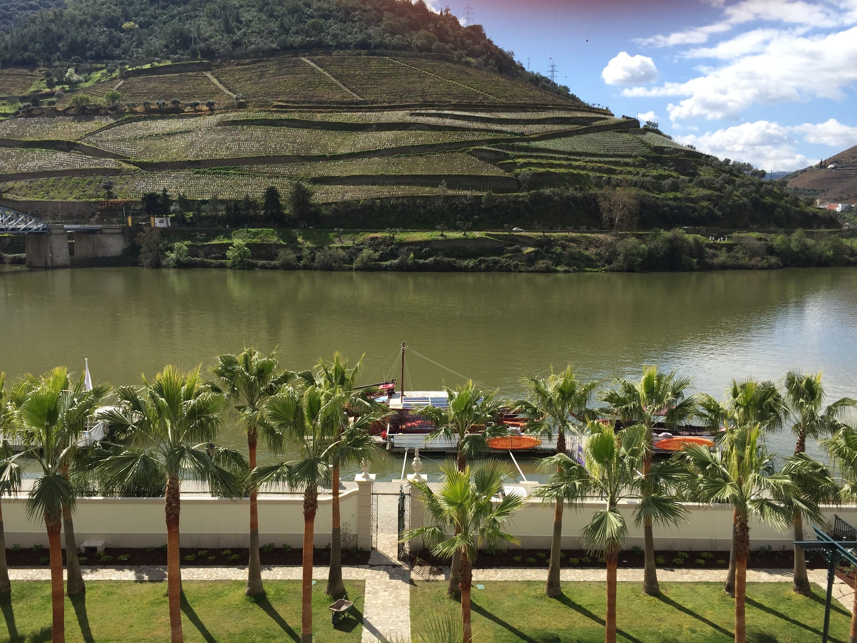A view of a river with terraced vineyards and palm trees in the foreground.
