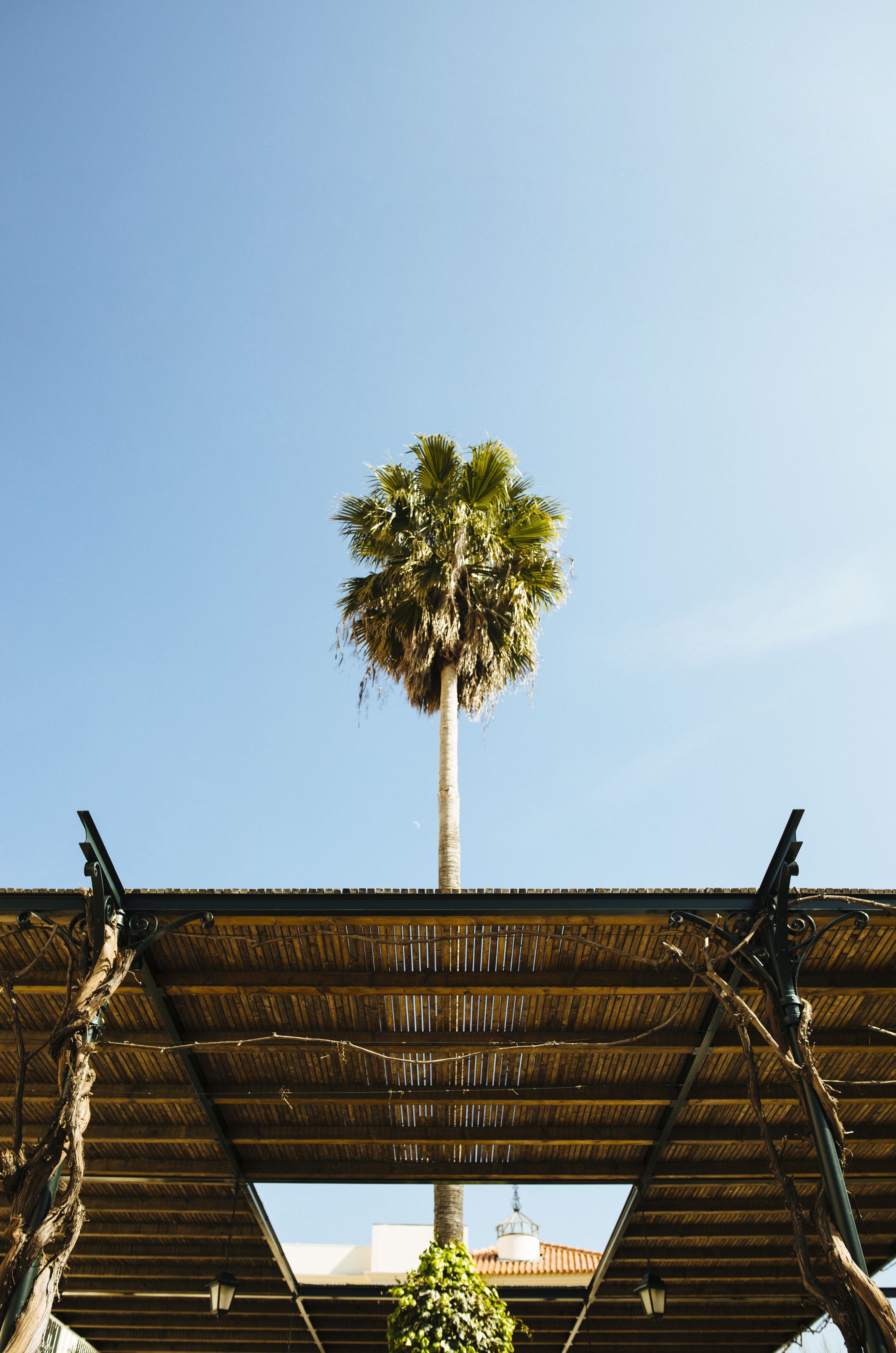 A tall palm tree under a wooden pergola with a clear blue sky in the background.