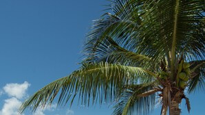 Ein Strand mit Reetdachschirmen, Liegestühlen und einer Palme.