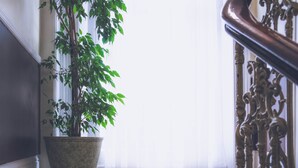 Ein Blumentopf in einer Ecke mit einer Treppe und einem Fenster mit durchsichtigen Vorhängen.