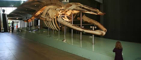 A large skeletal exhibit in a spacious indoor area with a glass display case.