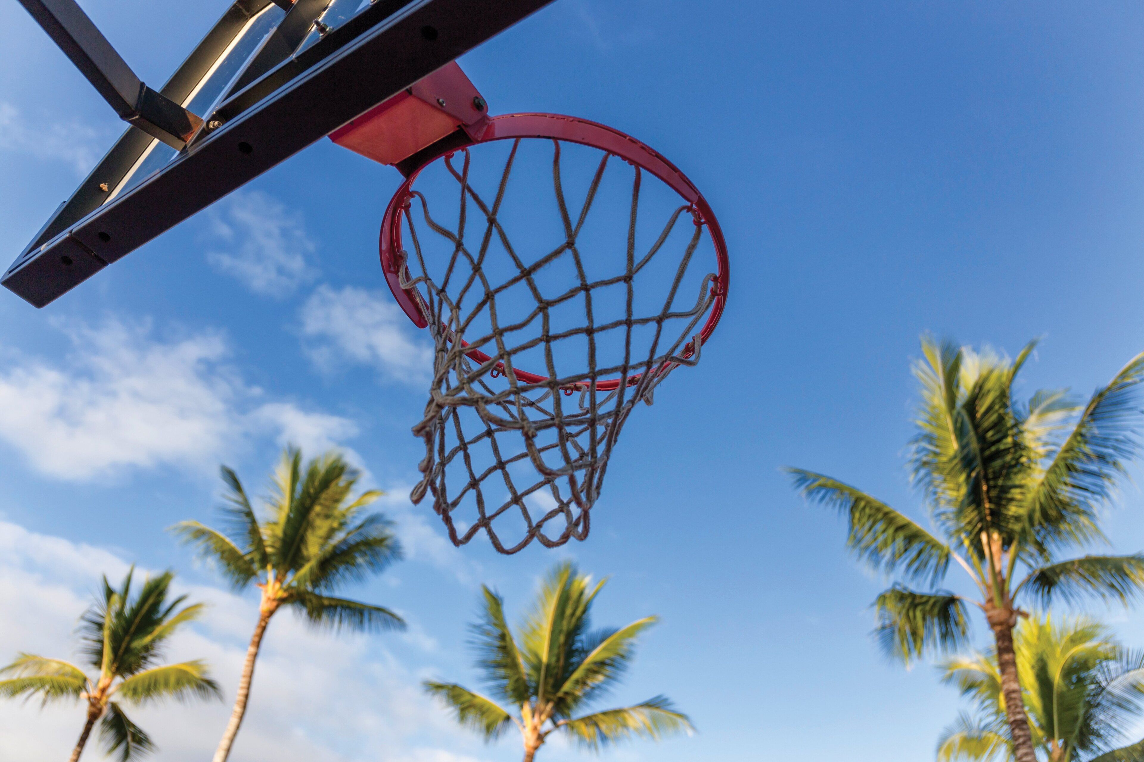 A basketball hoop with a clear blue sky and palm trees in the background.