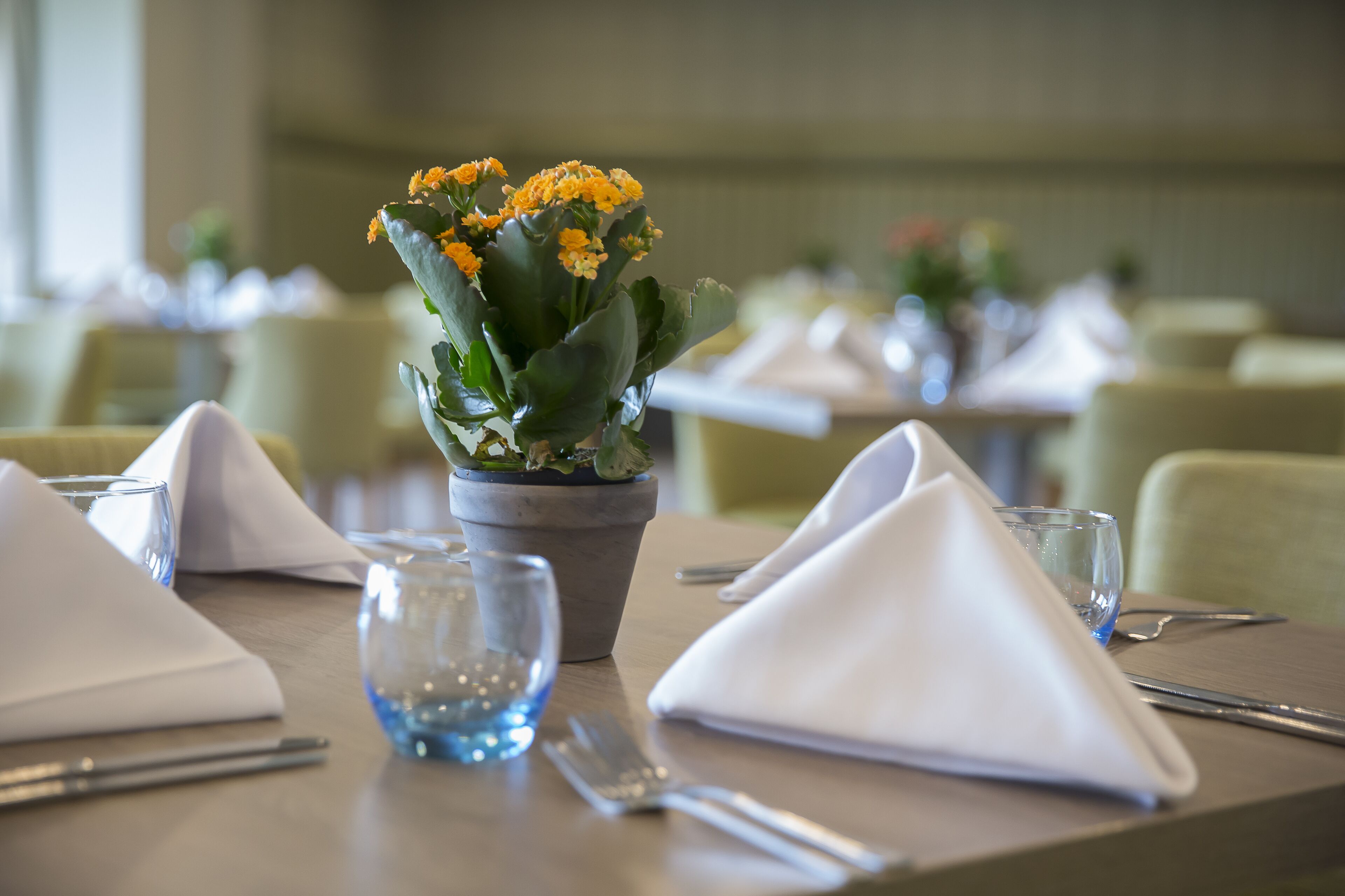 A dining table set with a potted plant, napkins, cutlery, and glasses.