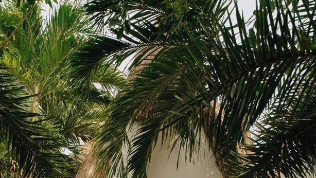 A pathway leading to a beach view, surrounded by lush greenery and palm trees. - Maroma, A Belmond Hotel, Riviera Maya (Playa del Carmen)