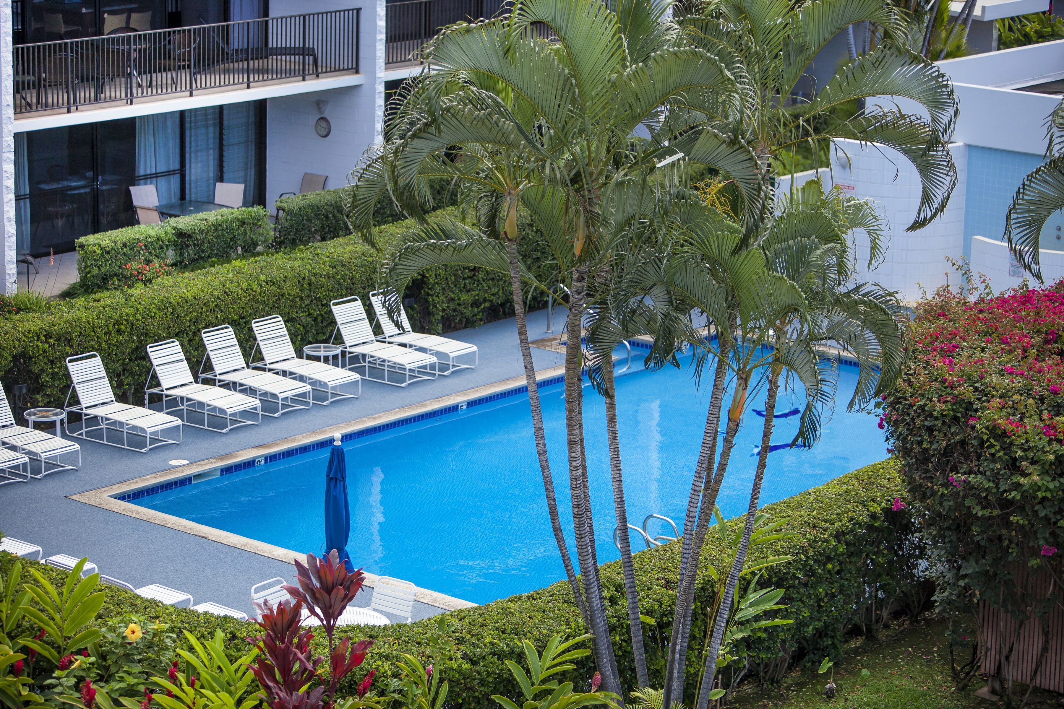 Ein Swimmingpool mit Liegestühlen und Palmen.