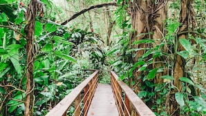 A wooden bridge surrounded by dense green foliage and trees.