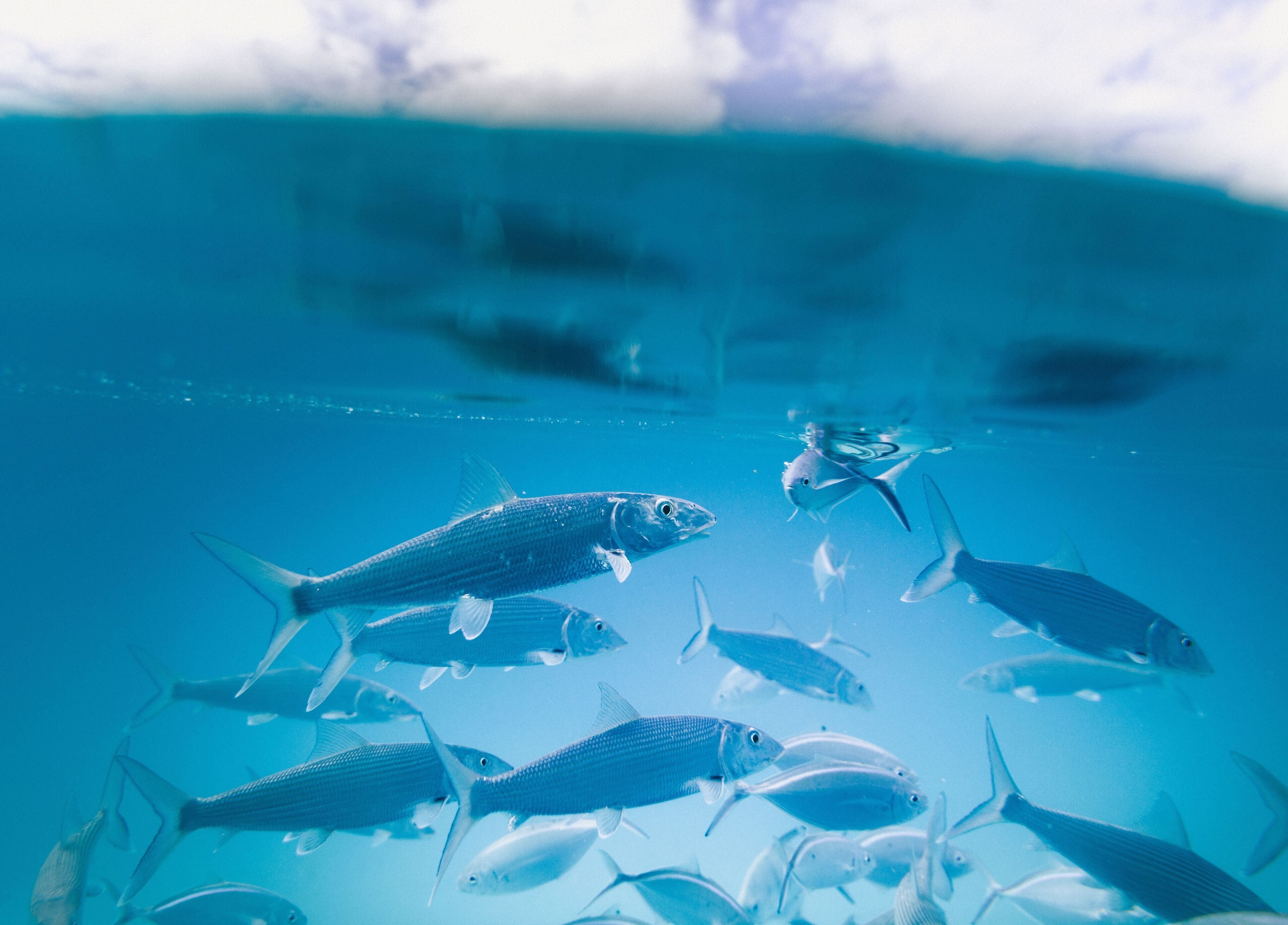 An underwater view of a school of fish in clear blue water.