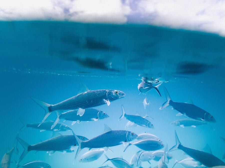 Une vue sous-marine d’un banc de poissons dans une eau bleue et limpide.