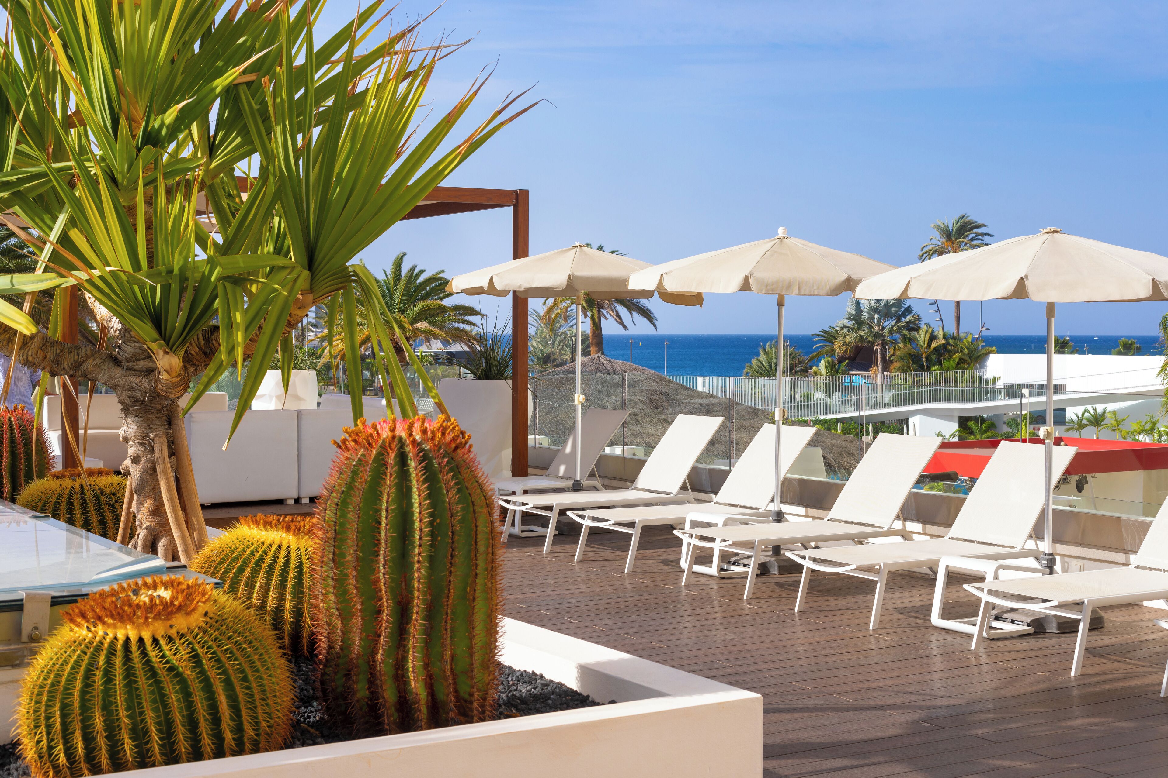 Un área de lounge en la azotea con sillones de sol y sombrillas, rodeada de cactus y palmeras, con vistas a una masa de agua.