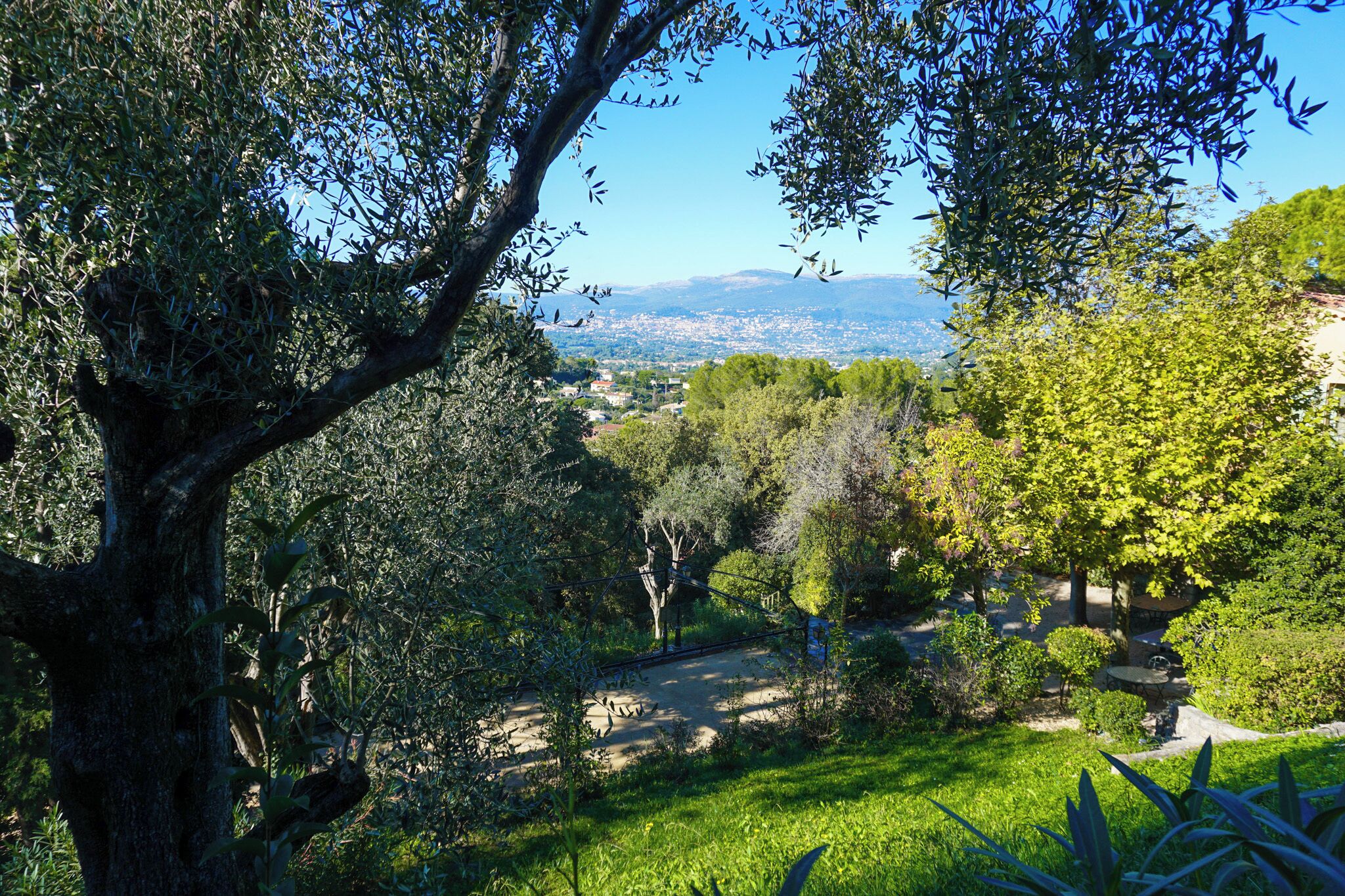 A lush garden with a variety of trees and shrubs, a stone pathway, and a view of a distant cityscape.