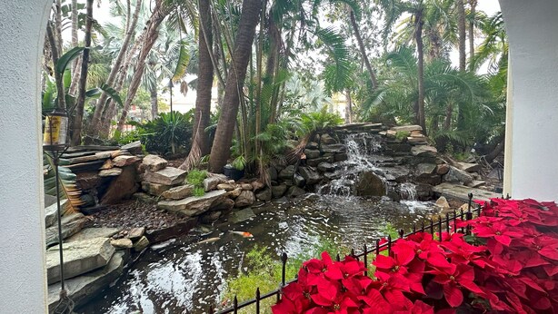A small pond with a waterfall, surrounded by palm trees and red poinsettia plants.
