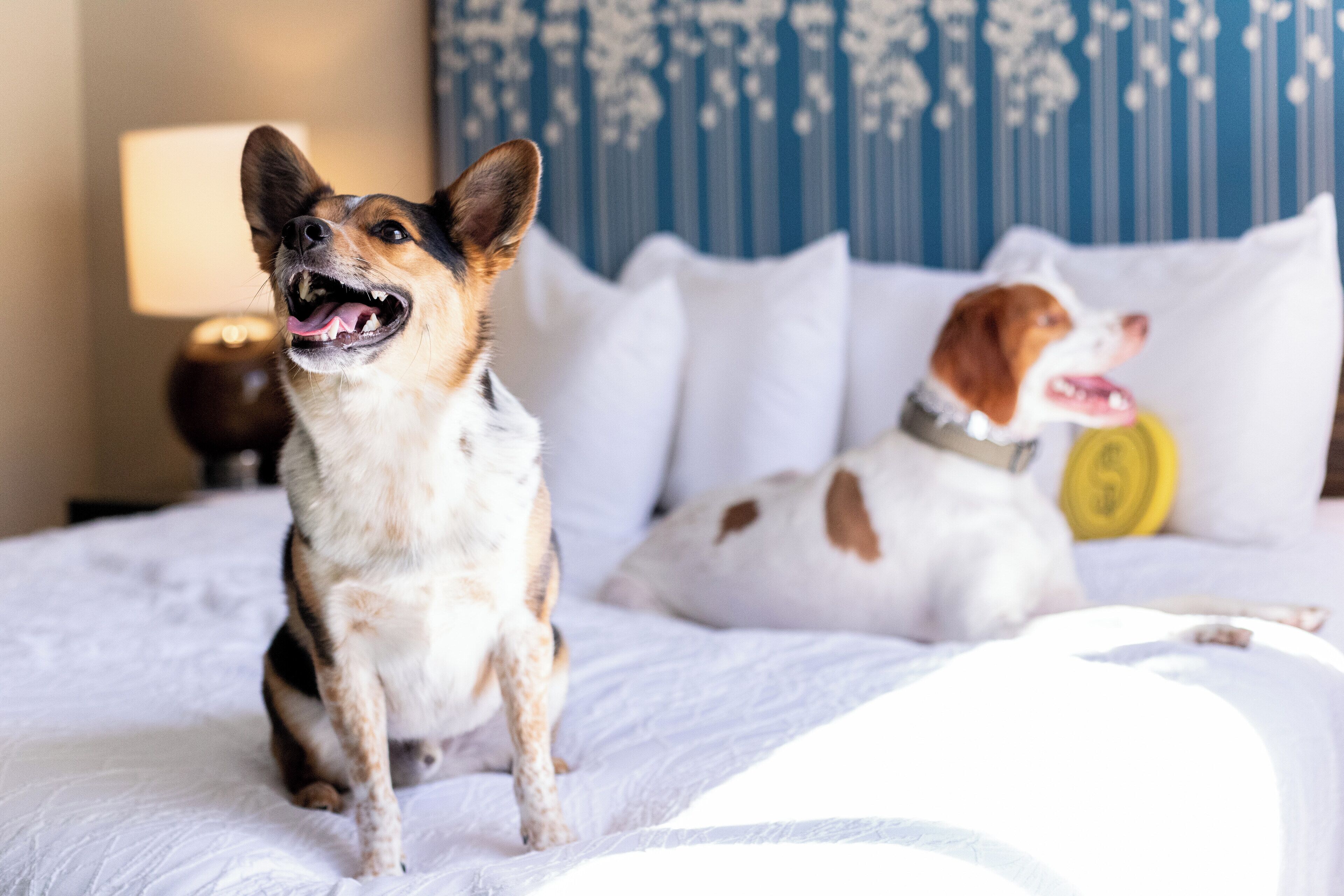 Two dogs on a bed with white bedding and a blue patterned headboard.