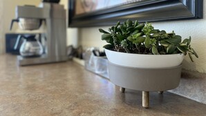 A potted plant on a kitchen counter with a coffee machine and a framed picture on the wall. - Fresno Inn (Fresno)